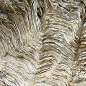 D&eacute;tail roche, Copyright : Alo&eacute; Hok-Schlagenhauf.